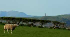The Hoad with an Amazing Windswept Hedge